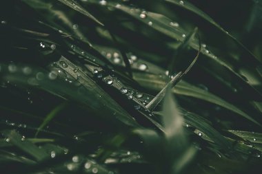 Güneşin altında çimenli bir tarlada parlayan yaz yağmuru damlalarıyla güzel bir zemin.