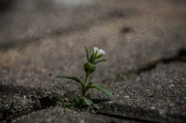 Güzel, narin, beyaz bir çiçek baharda beton kaldırımların arasında yaşayacak bir yer için savaşıyor.