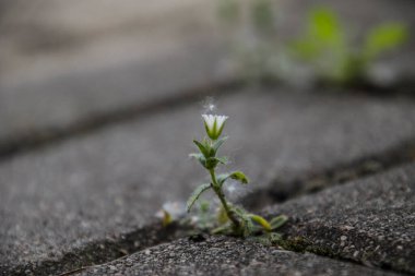Güzel, narin, beyaz bir çiçek baharda beton kaldırımların arasında yaşayacak bir yer için savaşıyor.