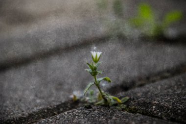 Güzel, narin, beyaz bir çiçek baharda beton kaldırımların arasında yaşayacak bir yer için savaşıyor.