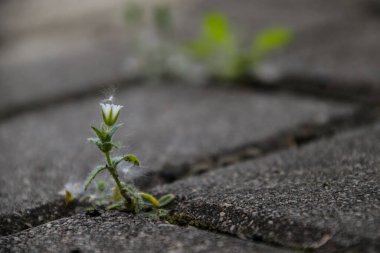 Güzel, narin, beyaz bir çiçek baharda beton kaldırımların arasında yaşayacak bir yer için savaşıyor.