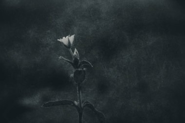 Güzel, narin, beyaz bir çiçek baharda beton kaldırımların arasında yaşayacak bir yer için savaşıyor.