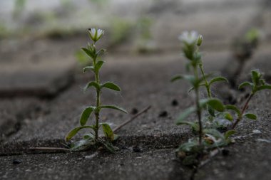 Güzel, narin, beyaz bir çiçek baharda beton kaldırımların arasında yaşayacak bir yer için savaşıyor.