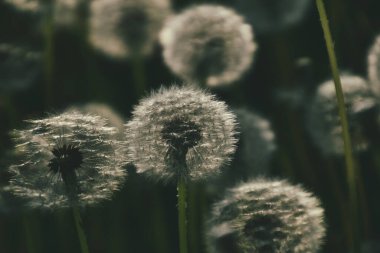 Yeşil çimlerde yetişen güzel, narin karahindibalar. Yaz güneşinin ılık ışınlarında.