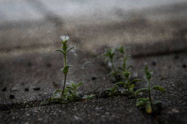 Güzel, narin, beyaz bir çiçek baharda beton kaldırımların arasında yaşayacak bir yer için savaşıyor.