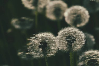 Yeşil çimlerde yetişen güzel, narin karahindibalar. Yaz güneşinin ılık ışınlarında.