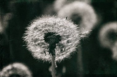 Yeşil çimlerde yetişen güzel, narin karahindibalar. Yaz güneşinin ılık ışınlarında.