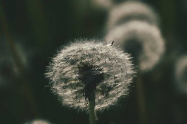 Yeşil çimlerde yetişen güzel, narin karahindibalar. Yaz güneşinin ılık ışınlarında.