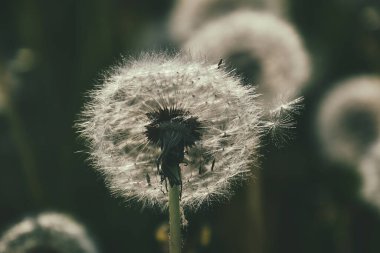 Yeşil çimlerde yetişen güzel, narin karahindibalar. Yaz güneşinin ılık ışınlarında.