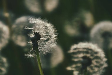 Yeşil çimlerde yetişen güzel, narin karahindibalar. Yaz güneşinin ılık ışınlarında.
