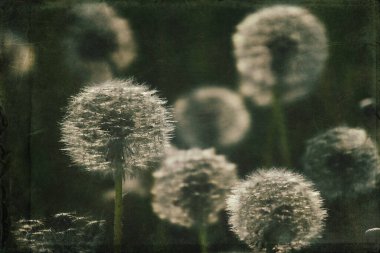 Yeşil çimlerde yetişen güzel, narin karahindibalar. Yaz güneşinin ılık ışınlarında.