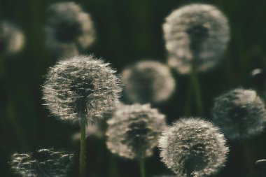 Yeşil çimlerde yetişen güzel, narin karahindibalar. Yaz güneşinin ılık ışınlarında.
