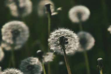 Yeşil çimlerde yetişen güzel, narin karahindibalar. Yaz güneşinin ılık ışınlarında.