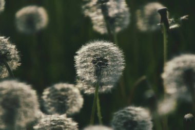 Yeşil çimlerde yetişen güzel, narin karahindibalar. Yaz güneşinin ılık ışınlarında.