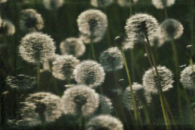 Yeşil çimlerde yetişen güzel, narin karahindibalar. Yaz güneşinin ılık ışınlarında.