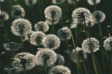 Yeşil çimlerde yetişen güzel, narin karahindibalar. Yaz güneşinin ılık ışınlarında.