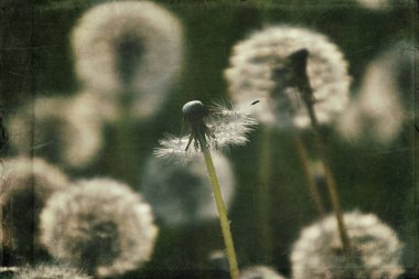 Yeşil çimlerde yetişen güzel, narin karahindibalar. Yaz güneşinin ılık ışınlarında.