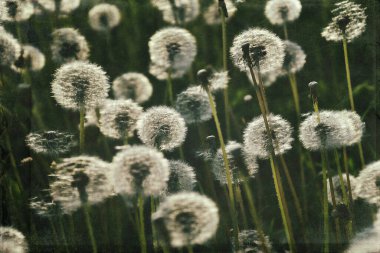 Yeşil çimlerde yetişen güzel, narin karahindibalar. Yaz güneşinin ılık ışınlarında.