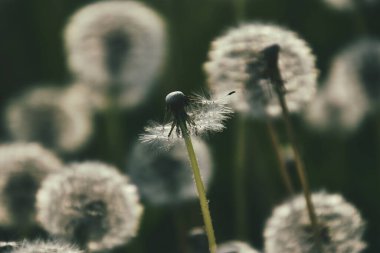 Yeşil çimlerde yetişen güzel, narin karahindibalar. Yaz güneşinin ılık ışınlarında.