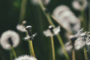 Yeşil çimlerde yetişen güzel, narin karahindibalar. Yaz güneşinin ılık ışınlarında.