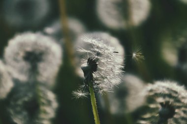 Yeşil çimlerde yetişen güzel, narin karahindibalar. Yaz güneşinin ılık ışınlarında.