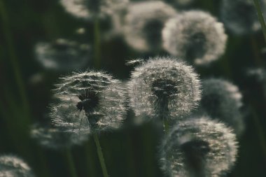 Yeşil çimlerde yetişen güzel, narin karahindibalar. Yaz güneşinin ılık ışınlarında.