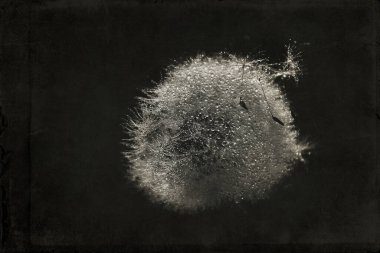 Yeşil çimlerde yetişen güzel, narin karahindibalar. Yaz güneşinin ılık ışınlarında.