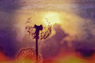 Yeşil çimlerde yetişen güzel, narin karahindibalar. Yaz güneşinin ılık ışınlarında.