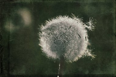 Yeşil çimlerde yetişen güzel, narin karahindibalar. Yaz güneşinin ılık ışınlarında.