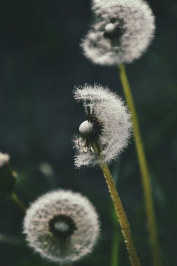 Yeşil çimlerde yetişen güzel, narin karahindibalar. Yaz güneşinin ılık ışınlarında.
