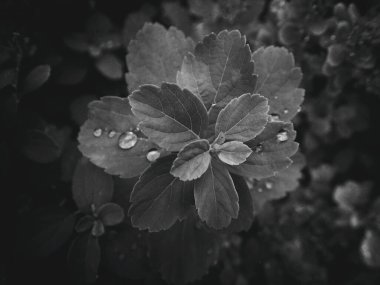 Yapraklarında yağmur damlaları olan güzel yaz bitkisi.