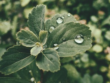 Yeşil yaprakların üzerinde yağmur damlaları olan güzel yaz bitkisi