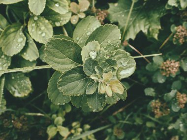 Yeşil yaprakların üzerinde yağmur damlaları olan güzel yaz bitkisi