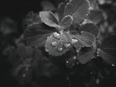 Yapraklarında yağmur damlaları olan güzel yaz bitkisi.