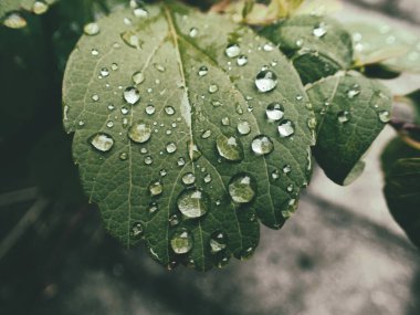 Yeşil yaprakların üzerinde yağmur damlaları olan güzel yaz bitkisi