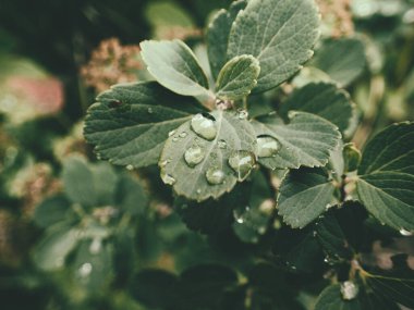 Yeşil yaprakların üzerinde yağmur damlaları olan güzel yaz bitkisi