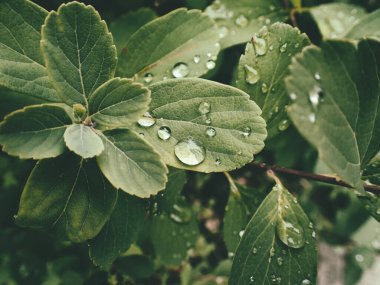 Yeşil yaprakların üzerinde yağmur damlaları olan güzel yaz bitkisi