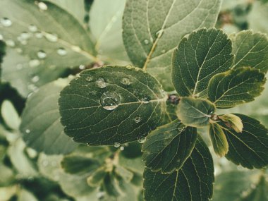 Yeşil yaprakların üzerinde yağmur damlaları olan güzel yaz bitkisi
