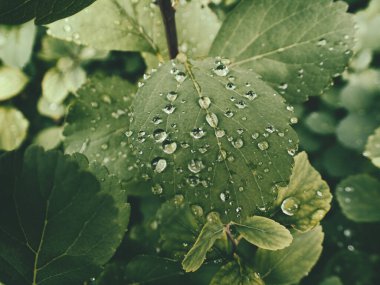 Yeşil yaprakların üzerinde yağmur damlaları olan güzel yaz bitkisi