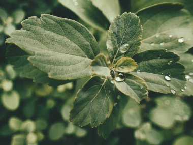 Yeşil yaprakların üzerinde yağmur damlaları olan güzel yaz bitkisi