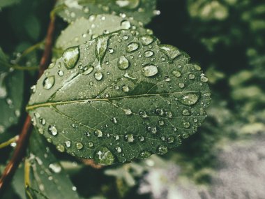 Yeşil yaprakların üzerinde yağmur damlaları olan güzel yaz bitkisi