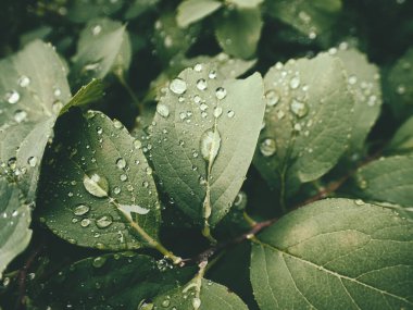 Yeşil yaprakların üzerinde yağmur damlaları olan güzel yaz bitkisi