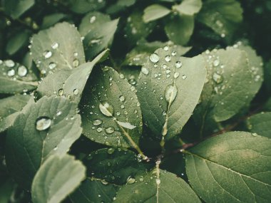 Yeşil yaprakların üzerinde yağmur damlaları olan güzel yaz bitkisi