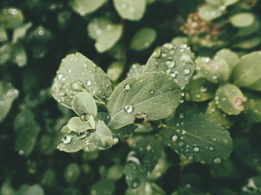 Yeşil yaprakların üzerinde yağmur damlaları olan güzel yaz bitkisi