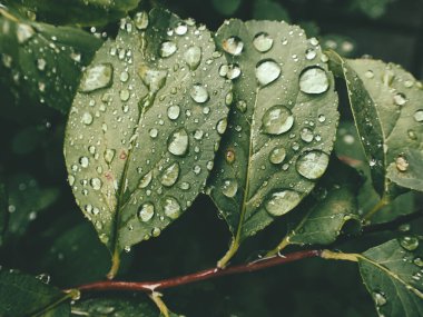 Yeşil yaprakların üzerinde yağmur damlaları olan güzel yaz bitkisi