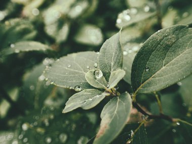 Yeşil yaprakların üzerinde yağmur damlaları olan güzel yaz bitkisi