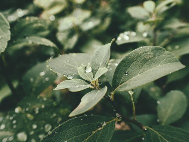 Yeşil yaprakların üzerinde yağmur damlaları olan güzel yaz bitkisi