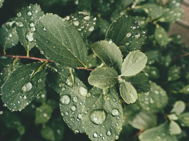 Yeşil yaprakların üzerinde yağmur damlaları olan güzel yaz bitkisi