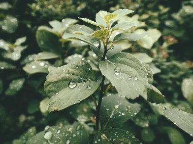 Yeşil yaprakların üzerinde yağmur damlaları olan güzel yaz bitkisi