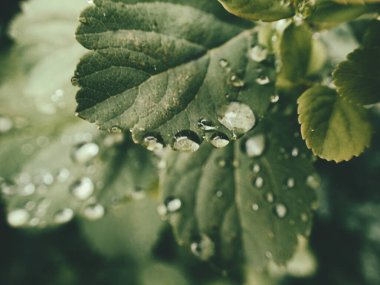 Yeşil yaprakların üzerinde yağmur damlaları olan güzel yaz bitkisi